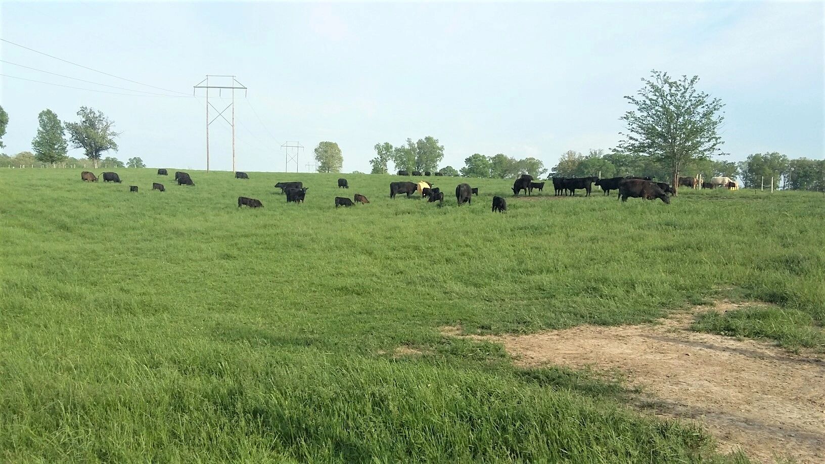 Lowe Family Farm Freezer Beef, Farmington, Missouri