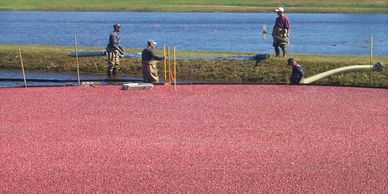 Cranberry country