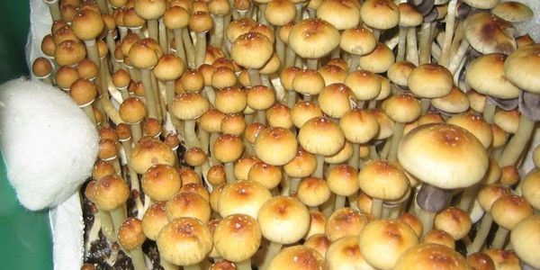 Monotub mushroom grow kit method used to grow magic mushrooms uk