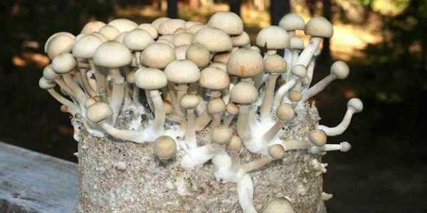 Golden teacher Magic mushrooms growing from a magic mushroom grow kit in the uk