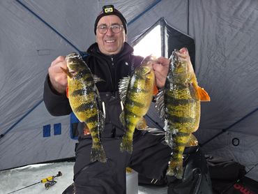Man proudly holds up three large perch fish inside an ice fishing tent.