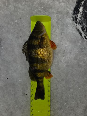 A yellow perch fish on a measuring board on snowy ground.