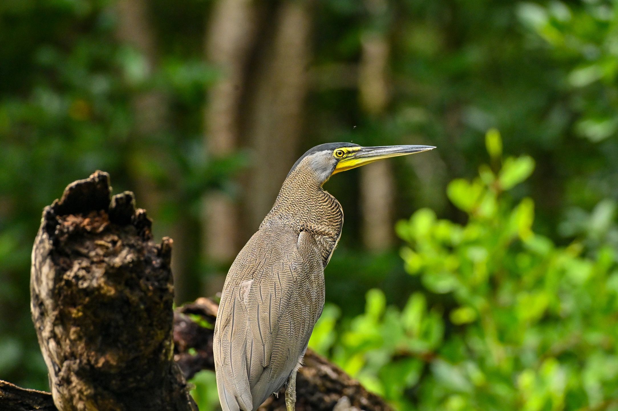 Side profile of a bird with a long beak.