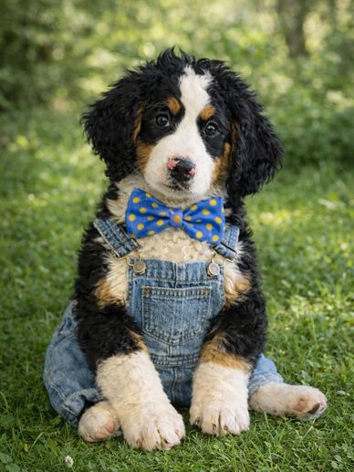 Bozeman
Age: 1 Years Old
Weight: 80 pounds
F1 Bernedoodle