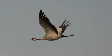 A crane bird flying against a clear sky.