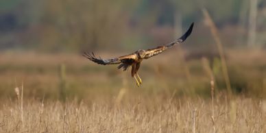 A bird of prey flying low over a grassy field.
