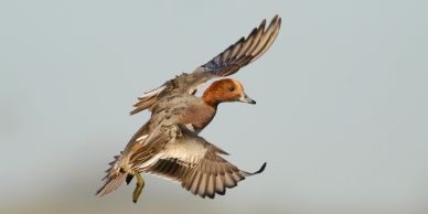 A duck in mid-flight against a clear sky.