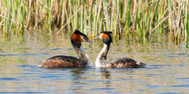 Two colorful water birds facing each other in a lake.
