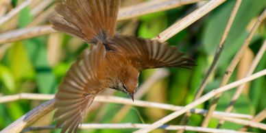 A brown bird in mid-flight among green reeds.