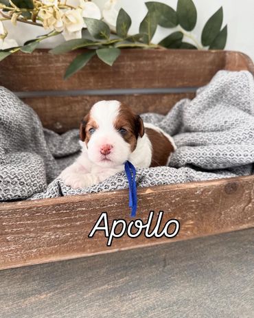 Red sable havapoo boy. Apollo is available!!