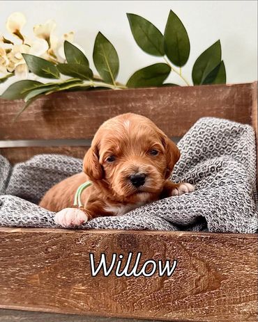 Red abstract F1b cavapoo girl. Willow is available!