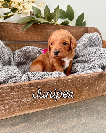 Red abstract F1b Cavapoo girl. Juniper is available!