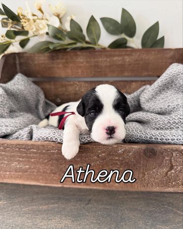 Black and white havapoo girl. Athena is available!!