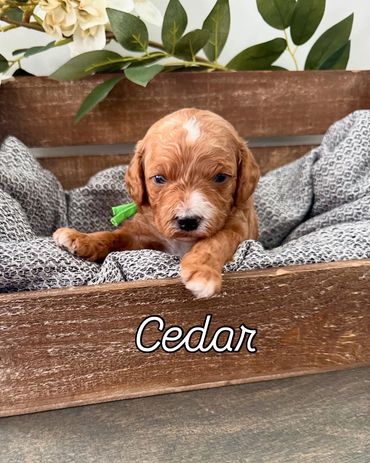 Red abstract F1b Cavapoo boy. Cedar is reserved!
