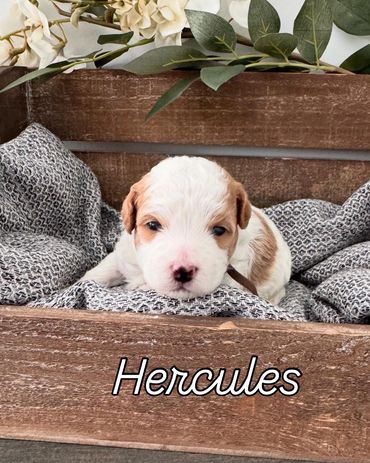 Red and white havapoo boy. Hercules is available!!!