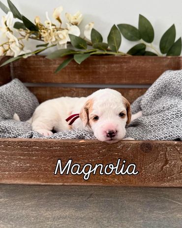 Red and white parti F1b Cavapoo girl. Magnolia is available!