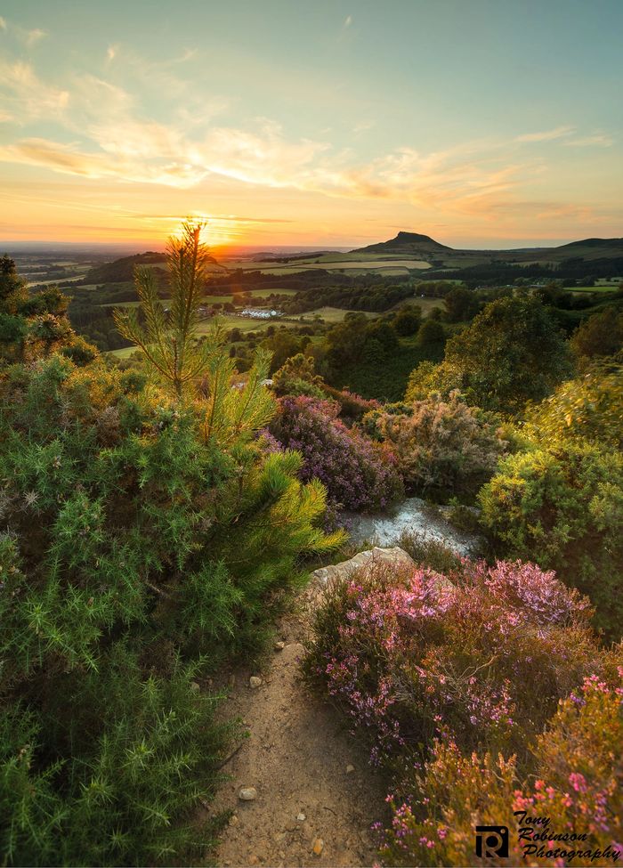 Roseberry Topping, North Yorkshire Moors, Landscape, Hills, Heather, Fields, Cleveland Hills, Sunset