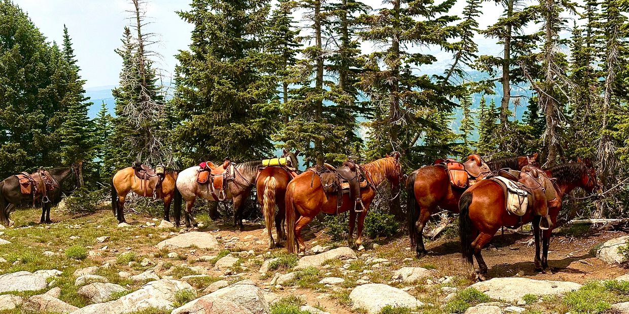 A group of saddled horses resting in a forest clearing.