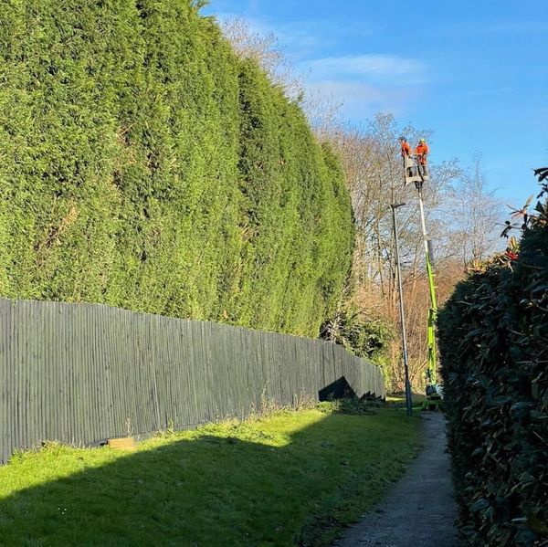Hedge Trimming, Hedge Topping, Hedge Reduction, Hedge Removal, Hedge Planting, Hedge Work, 