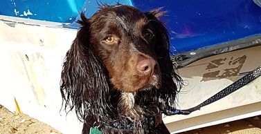 Sandy Sprocker at Lake Pier enjoying a walk with Pooches of Poole