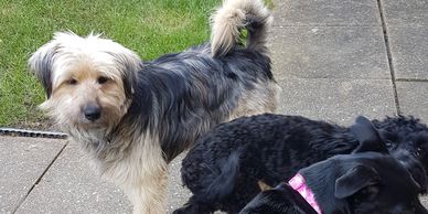 Two Cockapoos, Romanian Rescue & Collie X Jack Russell enjoying playtime in dog day care at Pooches f