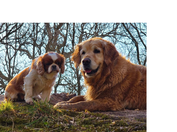 Two best pals, a King Charles and Golden Retriever, sitting side by side on a Poole dog walk