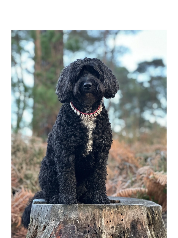 One of our continuing guests, a cheeky female cockapoo, ruling her tree trunk throne on a Pooches of Poole walk