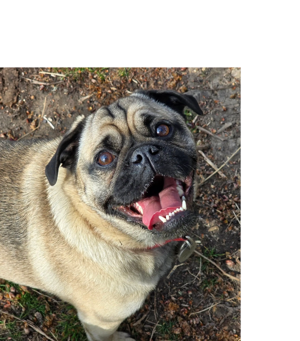 Happy dog with tongue out enjoying a walk with Pooches of Poole