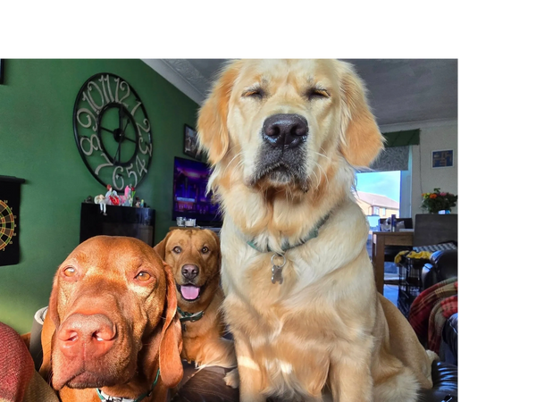 Three focused pups on guard during their stay at Pooches of Poole