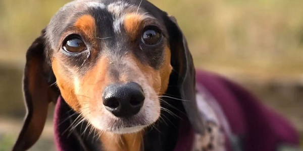 Solo dog enjoying a peaceful walk along Sandbanks beach in Poole
