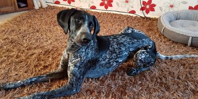 Beautiful German Pointer settling into her home boarding stay with Pooches of Poole