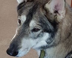 Innuit coming to dog day care at Pooches of Poole