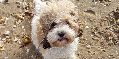 American Cockapoo enjoying her first outing to Lake Pier with Pooches of Poole