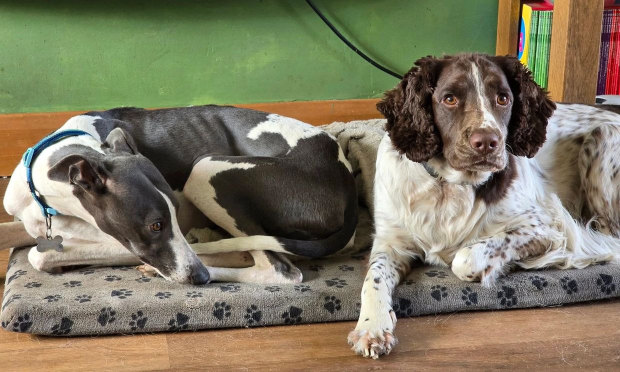 Relaxed dog resting after a walk with Poole’s dog daycare expert