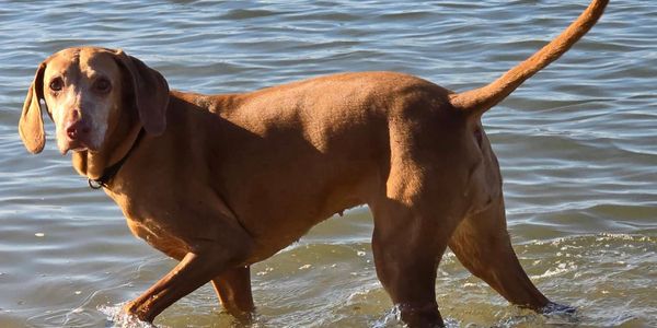 Happy dog being walked in Hamworthy by a professional Poole dog walker