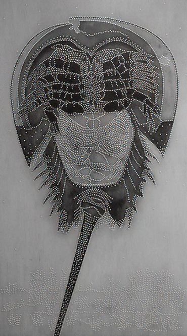 Horseshoe Crab - photo: Barry G. Richards