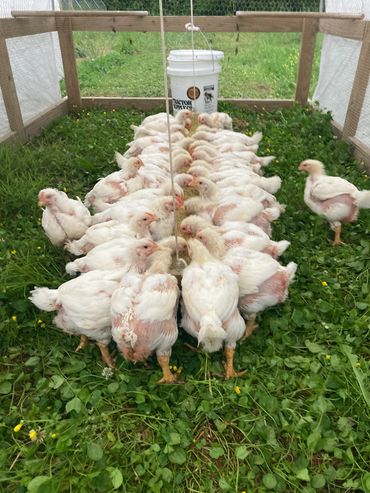 Cornish cross chickens at feeding time.