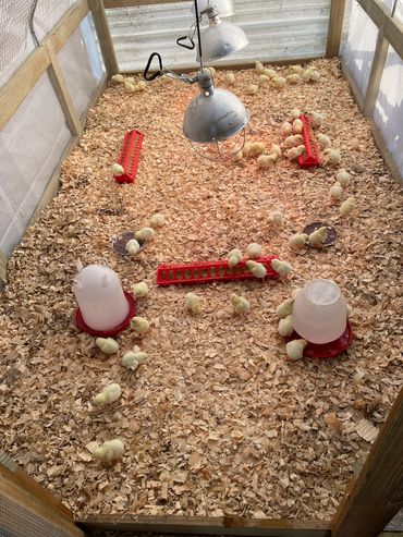 baby chicks in a brooder.
