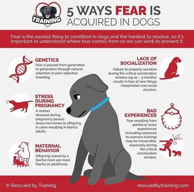 5 Ways Fear is Acquired in Dogs