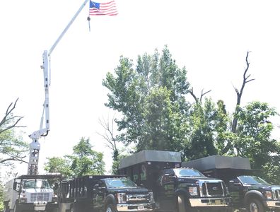 Professional Tree service