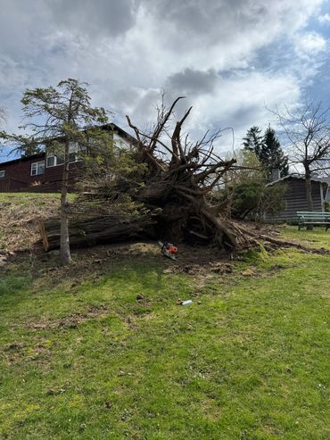Stump grinding in Irondequoit NY – large uprooted tree stump and root system professionally removed