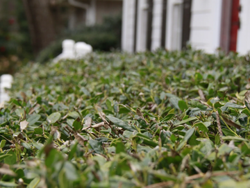 Hedge
