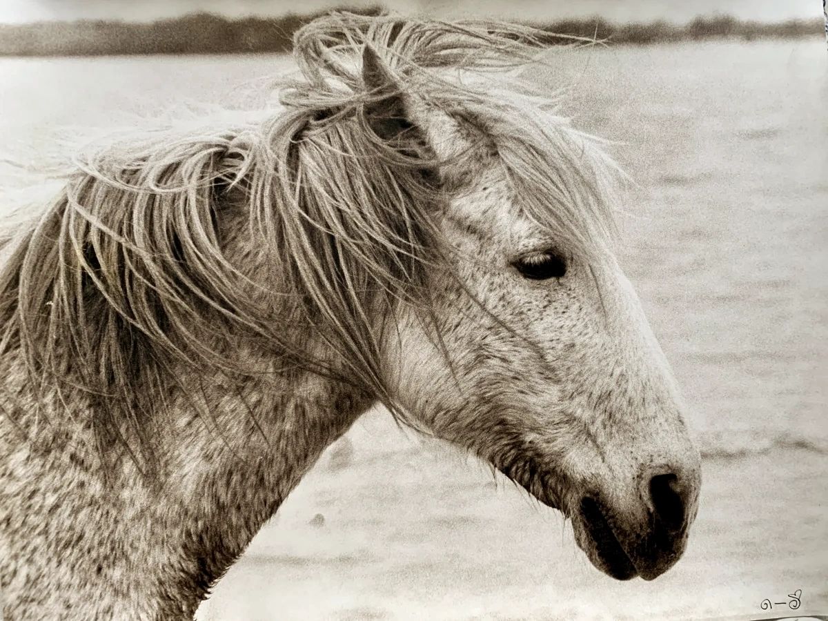Wild French Horse