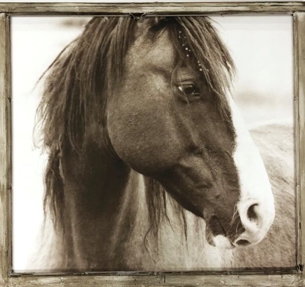  Hand printed silver gelatin photograph of a Wild mustang from Utah.