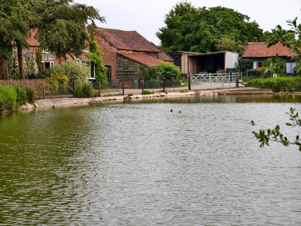 A peaceful pond with ducks and rustic buildings in the background.