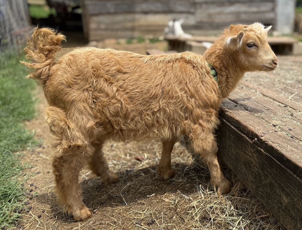 Pygora Buck goat for Sale