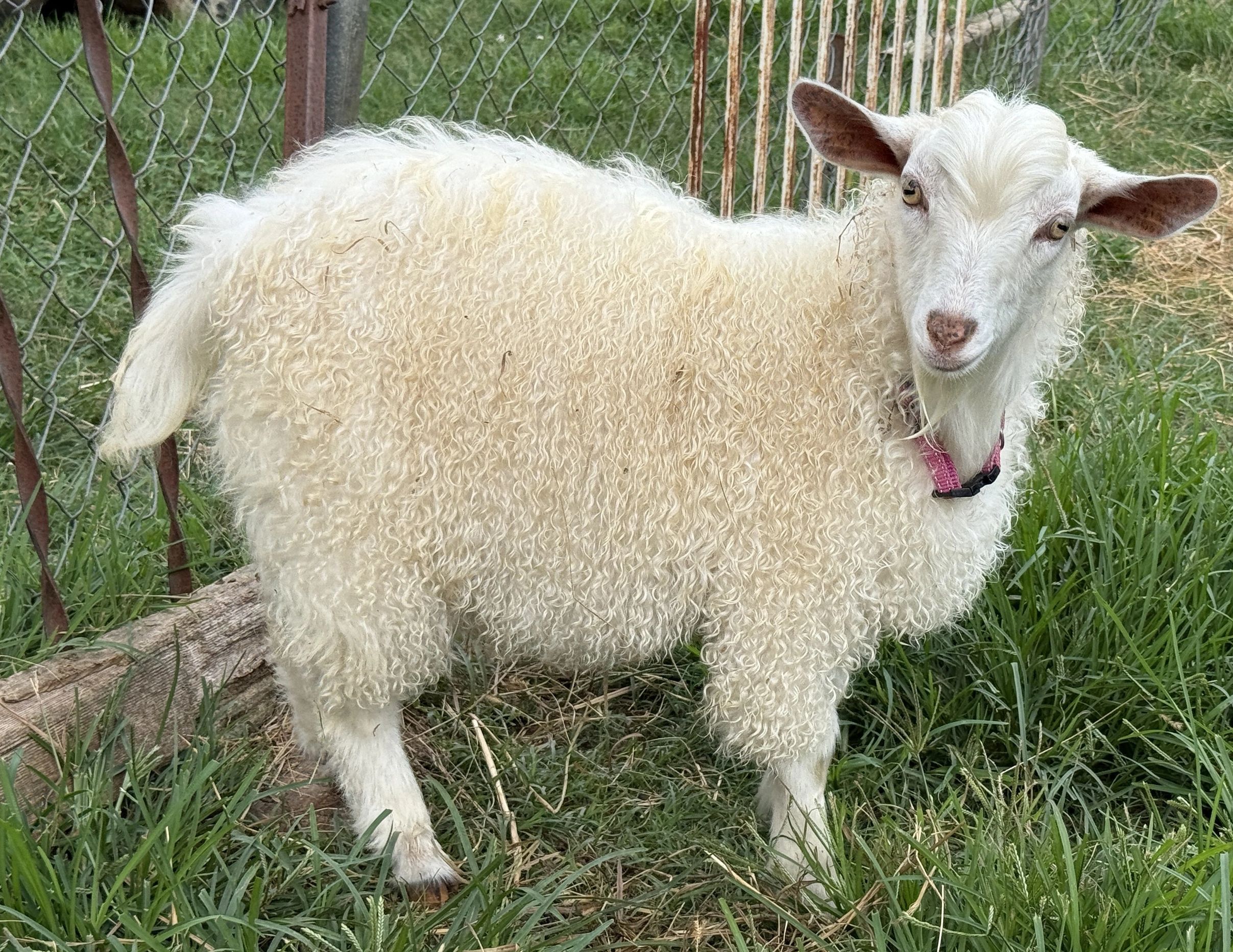Pygora Goat Buck for Sale