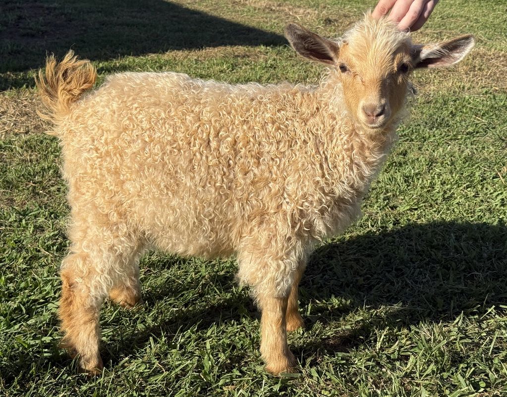 Pygora Buck Goat for Sale
