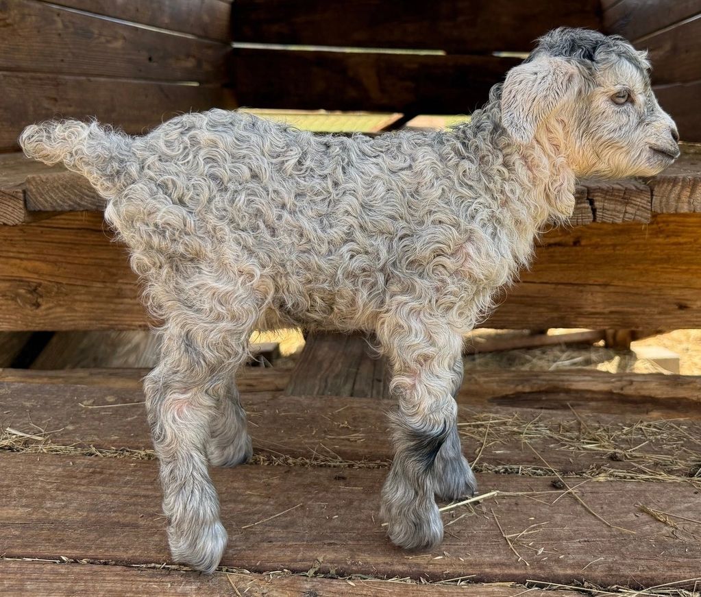 Curly-haired baby goat standing on wooden floor.