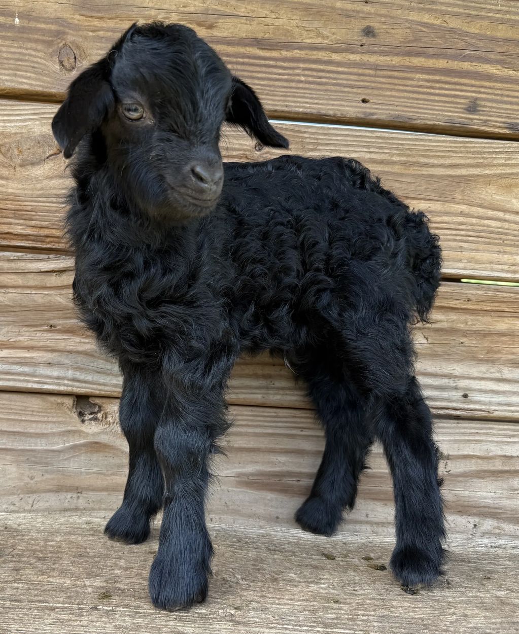 Pygora Buck Goat for Sale